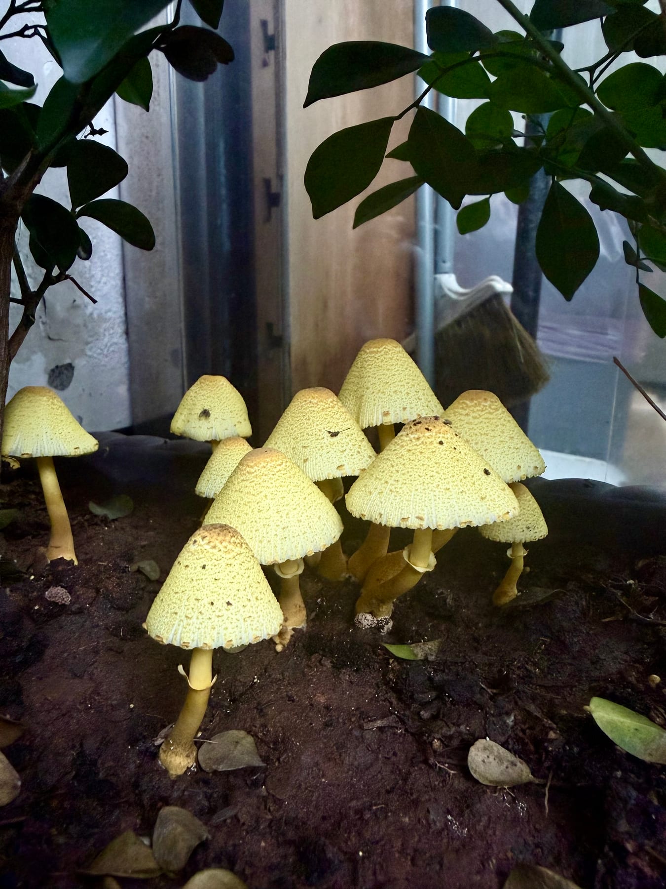 盆栽裡的黃鬼傘